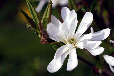 Star magnolia (Magnolia stellata)