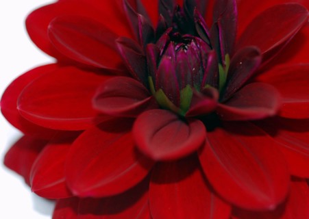 Dahlia