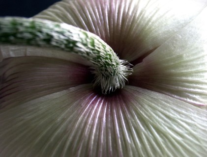 Japanese Anemone (Anemone japonica)