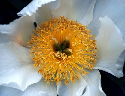 Tree peony (Paeonia suffruticosa)