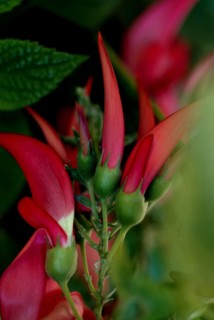 Flower (macro)