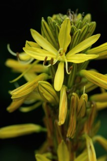 Jacob's Rod (Asphodeline lutea)
