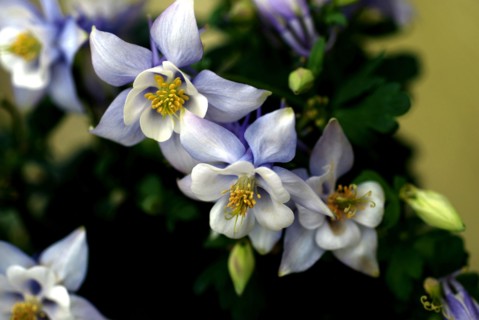 Columbine (Aquilegia)