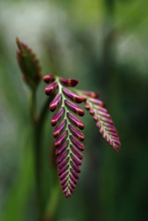 Crocosmia 'Lucifer'
