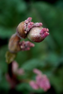 Flower (macro)