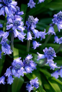 Bluebells (Endymion nutans)
