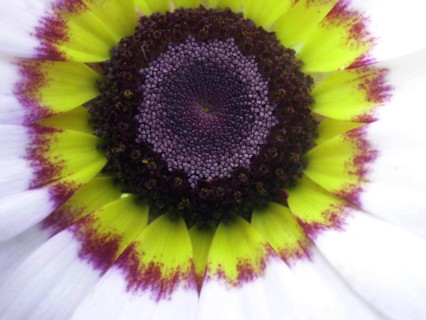 Painted daisy (Chrysanthemum carinatum)