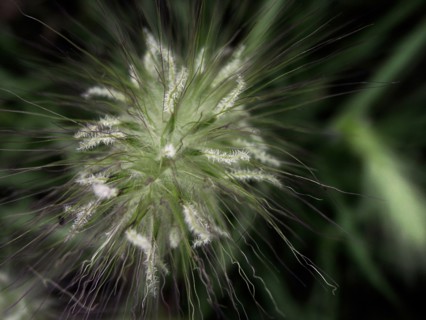 Flower (macro)