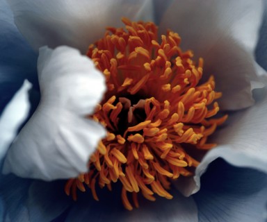 Peony (Paeonia)