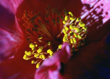 Peony 'Karl Rosenfield' (Paeonia)