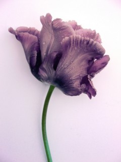 Pink Parrot Tulip (Tulipa turcica)