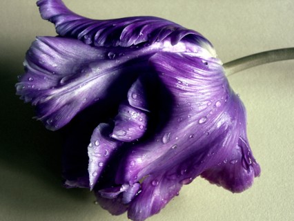 Blue Parrot Tulip (Tulipa turcica)