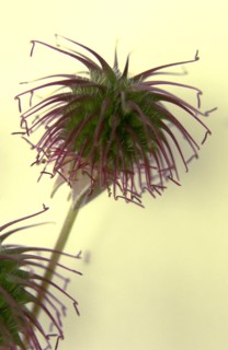Flower (macro)