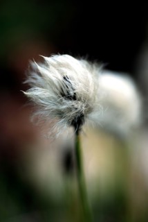 Flower (macro)