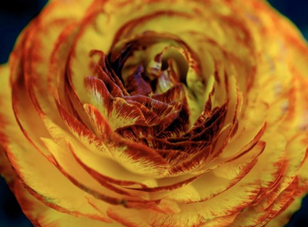 Flower (macro)