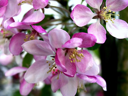 Crab apple (Malus baccata)