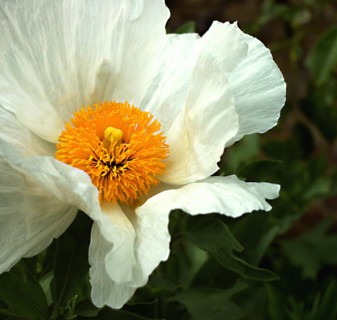Pavot en arbre (Romneya coulteri)