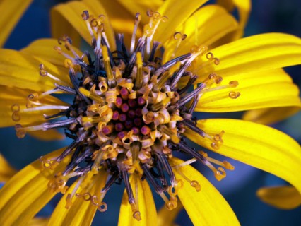 Lugulaire dentée (Ligularia dentata)