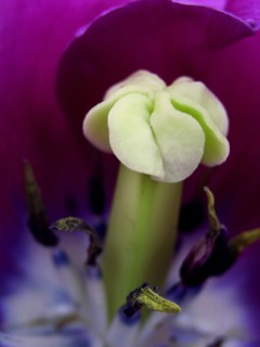 Parrot tulip (Tulipa)