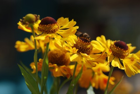 Helenium 'Sahin's Early Flowerer'