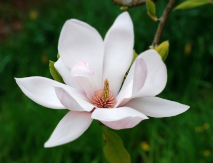 Fleur de magnolia