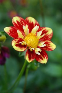 Dahlia