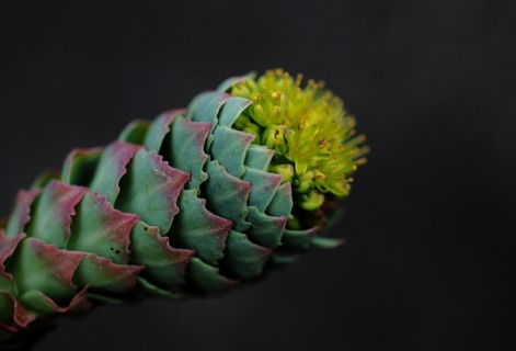Fleur de Sedum