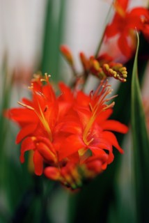 Crocosmia