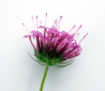 Phuopsis stylosa (crosswort)