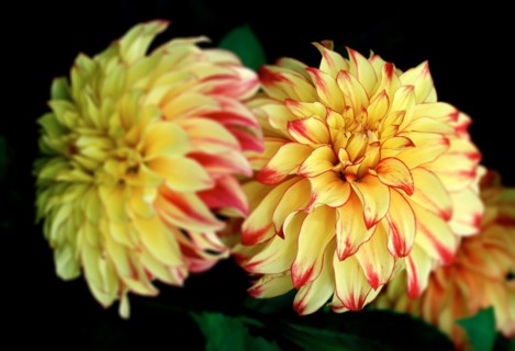 Dahlia