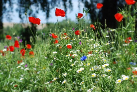 Champ de Coquelicots