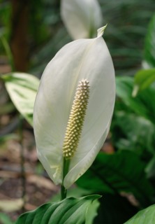 Spathiphyllum floribundum