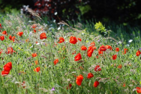 Champ de Coquelicots
