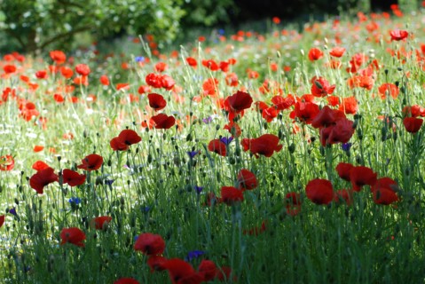 Champ de Coquelicots
