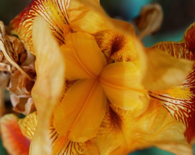 Iris barbu doré