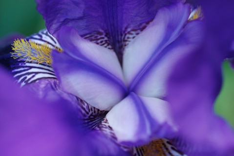 Iris barbu bleu