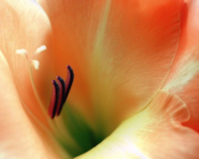 Détail de glaïeul "Columbine"