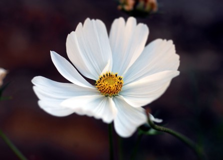 Cosmos blanc