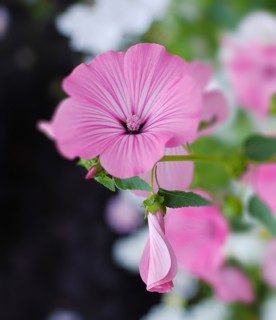 Lavatera trimestris