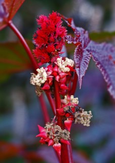 Ricin commun "Carmencita rouge"