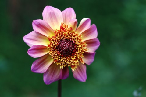 Dahlia