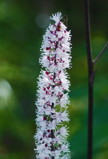 Eremurus robustus