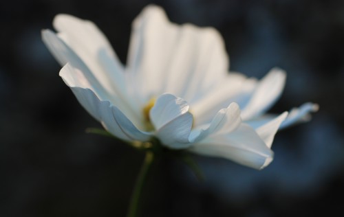 Cosmos bipinnatus