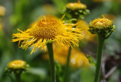 Doronicum