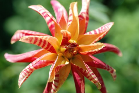 Dahlia "Girafe"