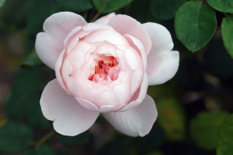 Rose Bourbon "Louise Odier"