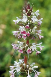 Morina longifolia