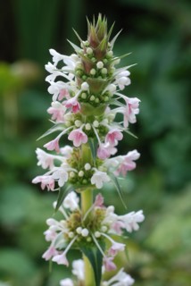 Morina longifolia
