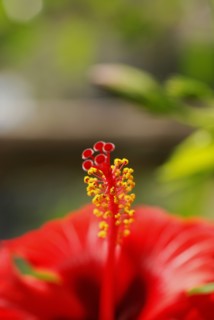 Hibiscus Rose de Chine