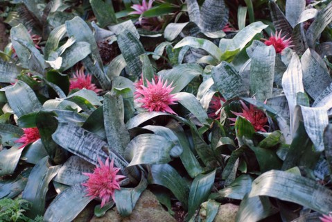 Aechmea fasciata